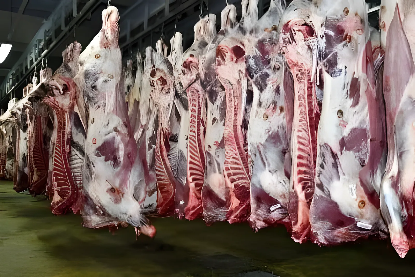 Saïs Abattoir, carcasses en chambre froide