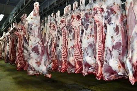 Saïs Abattoir, carcasses en chambre froide