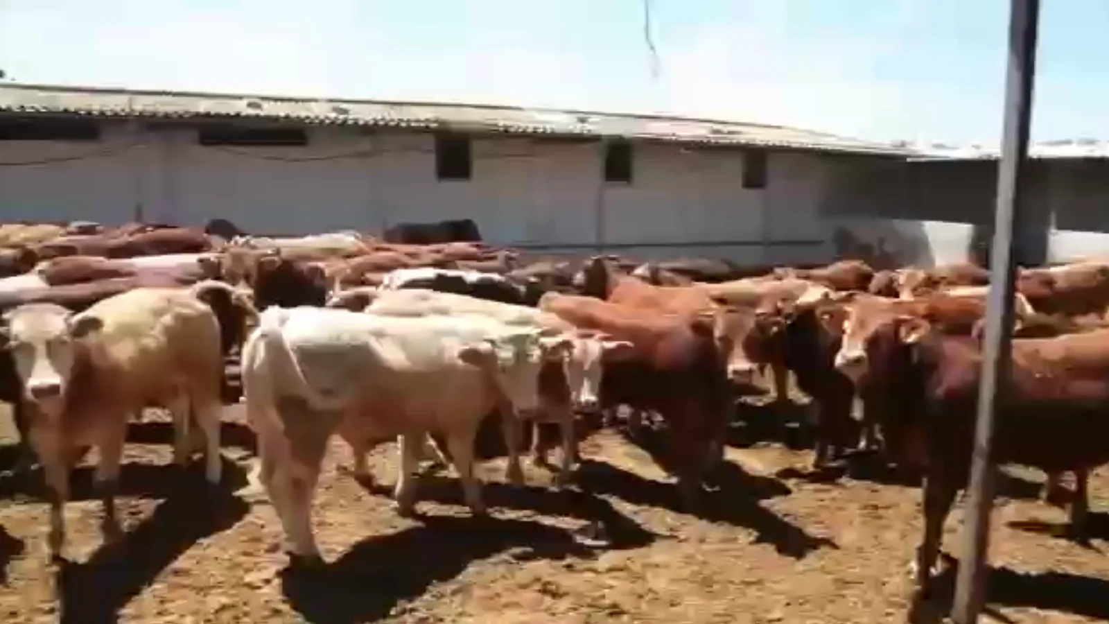 Cattle at the Groupe EAO feedlot