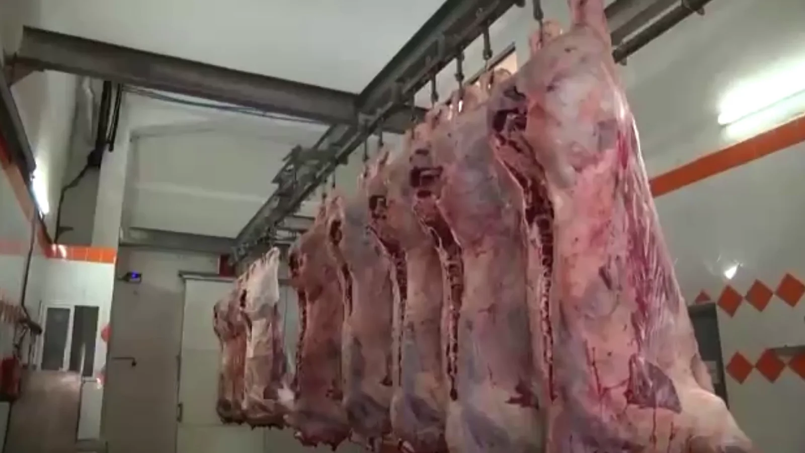 Carcasses in the slaughterhouse cold room
