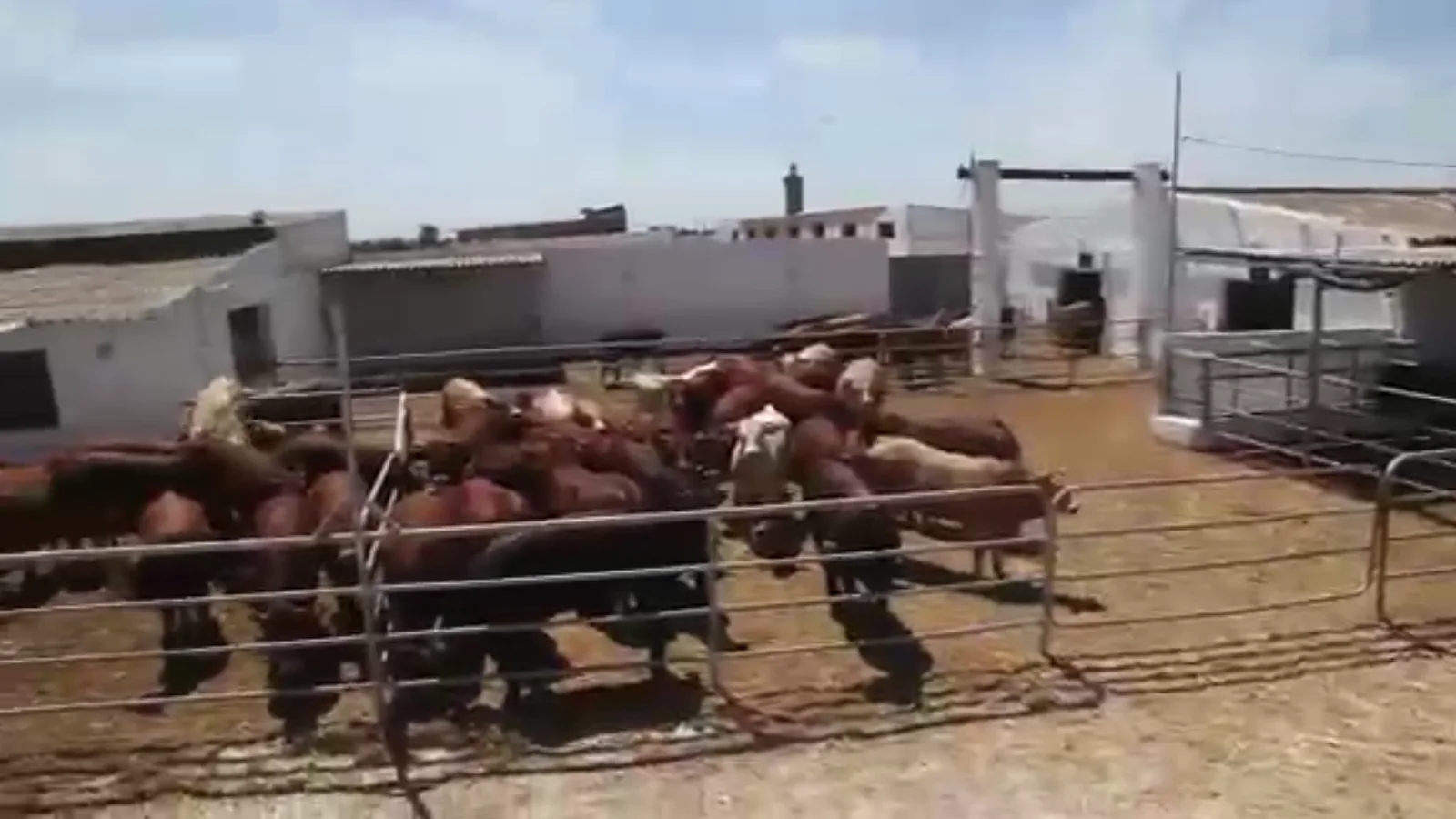 Groupe EAO feedlot and buildings